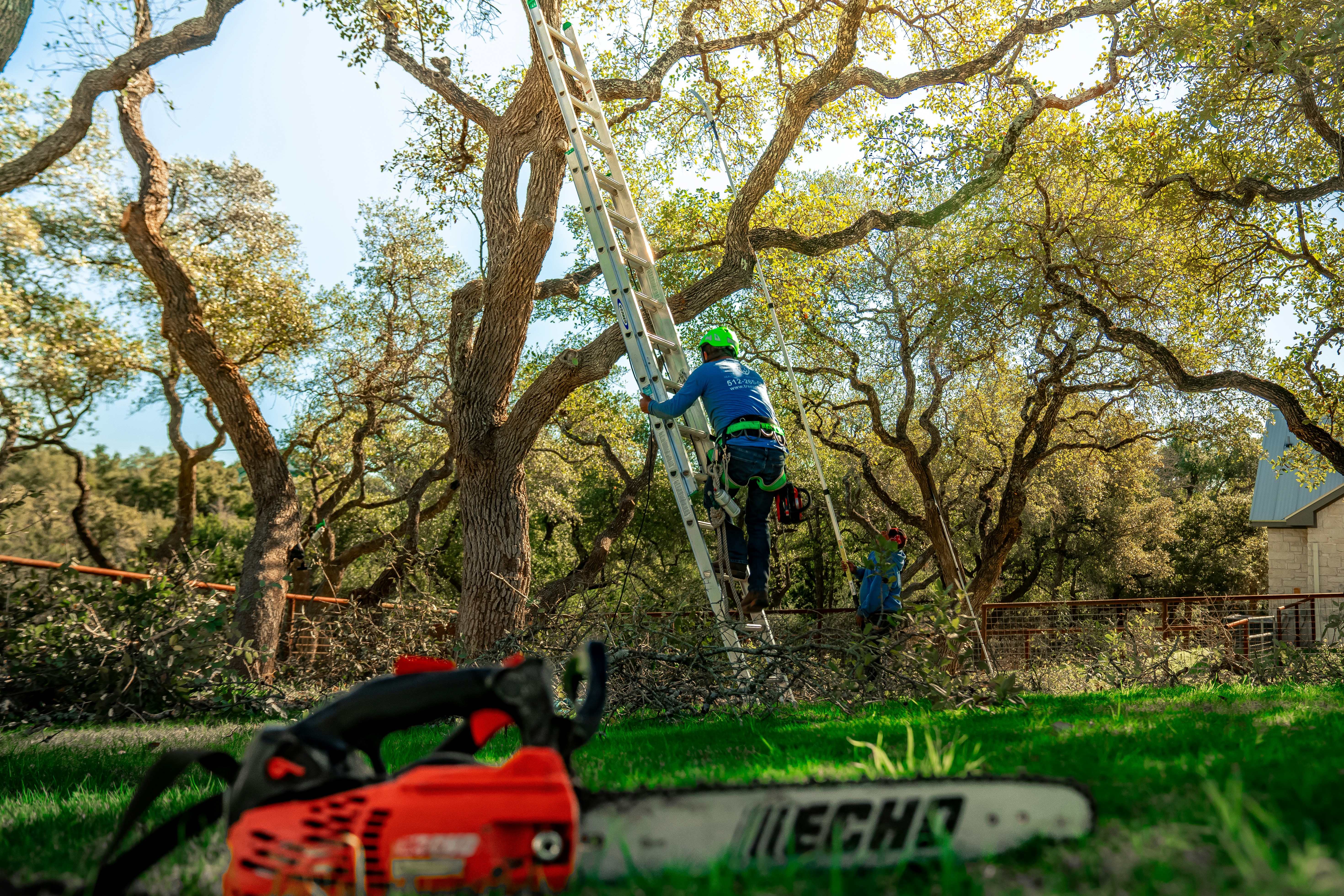 Ball moss removal from Austin trees