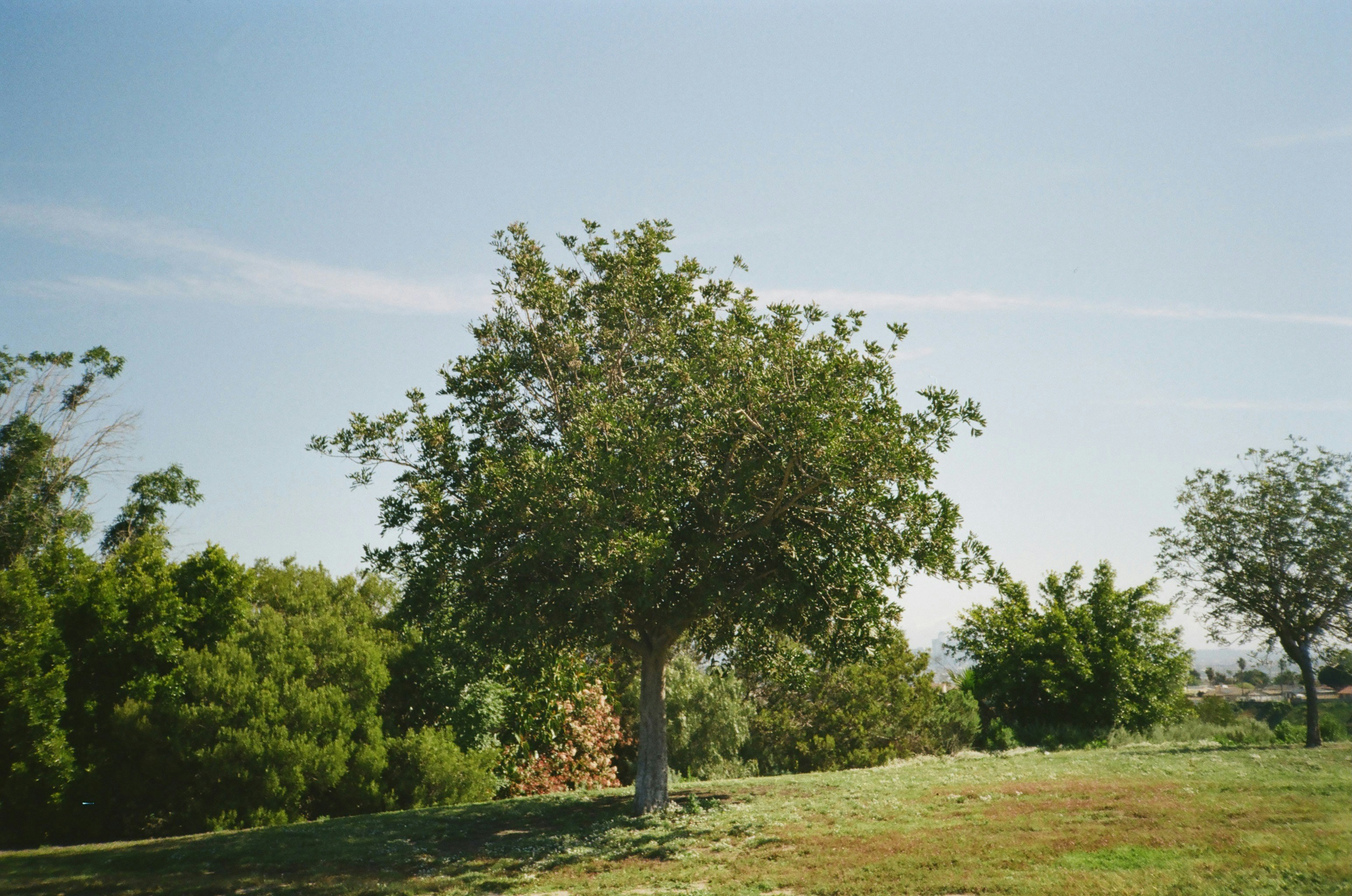 Lawn service and care in Austin TX