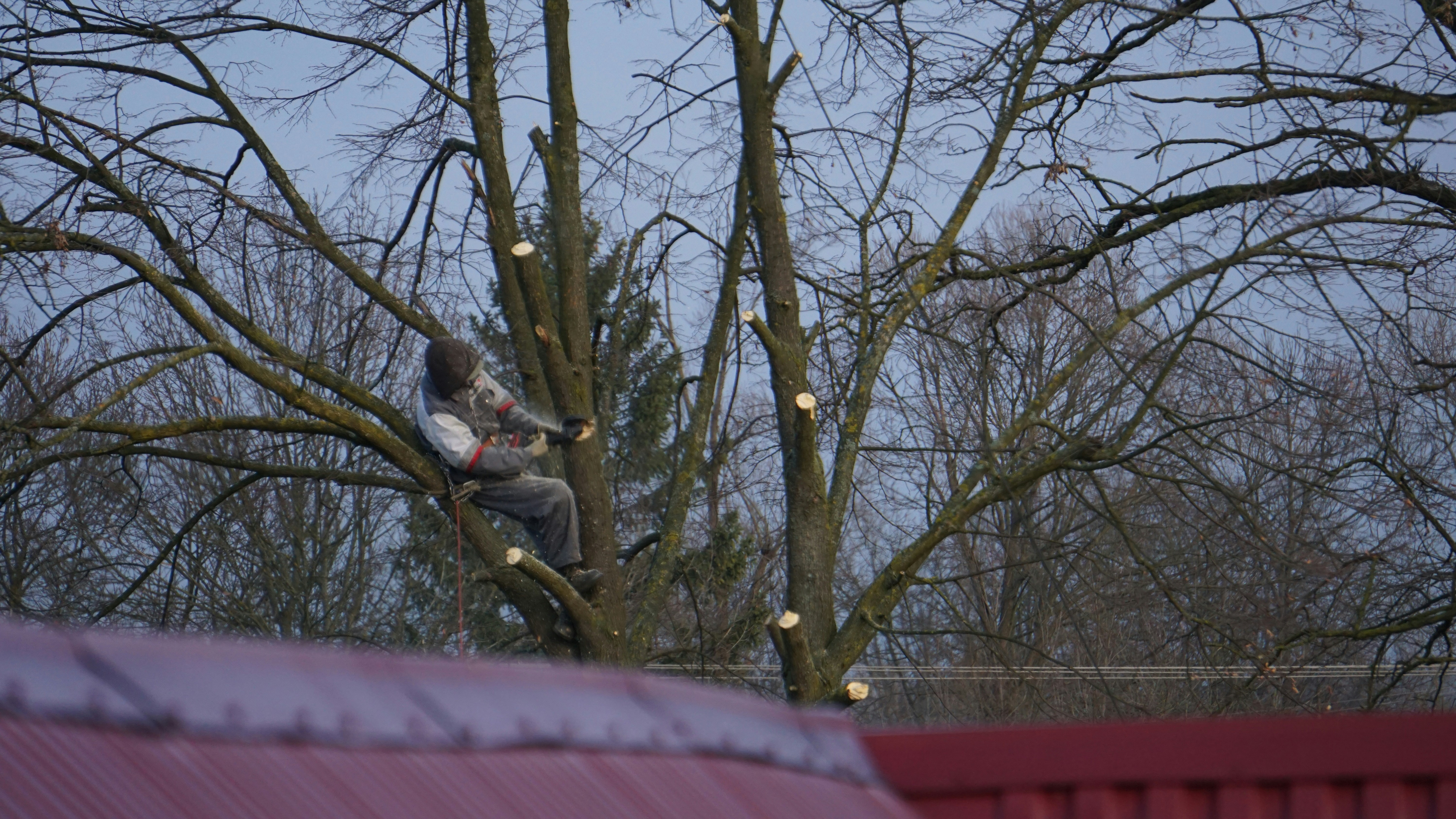 Expert pruning of trees and shrubs