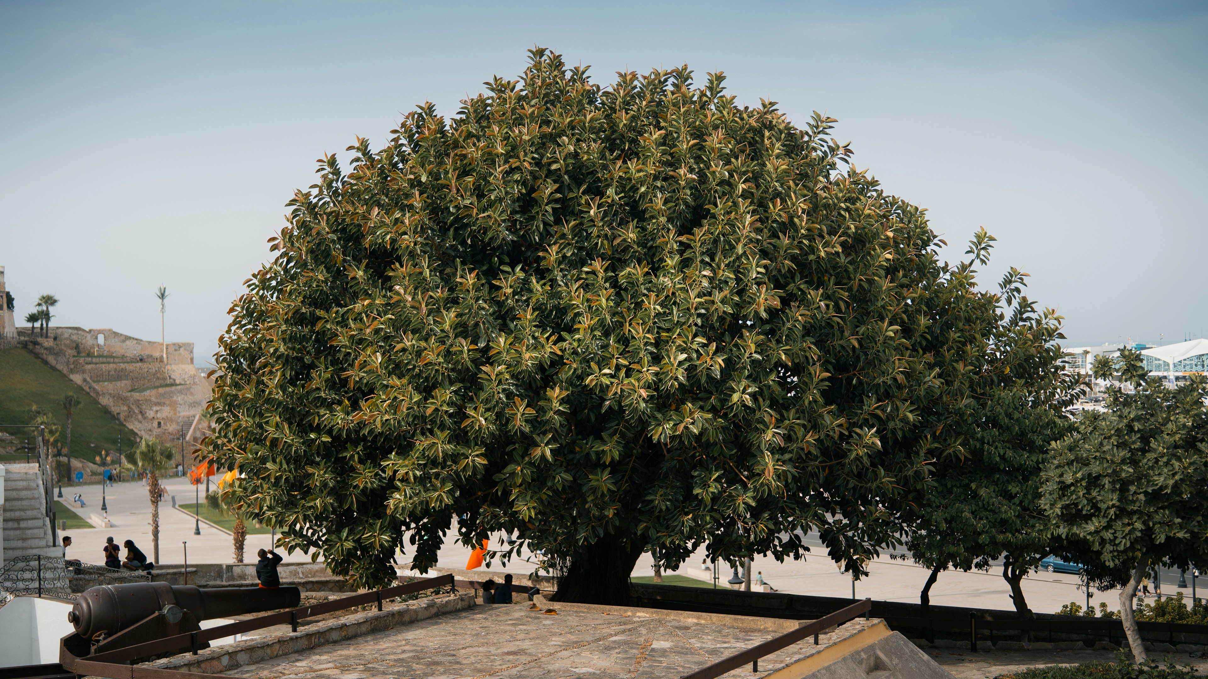Tree removal service in Austin